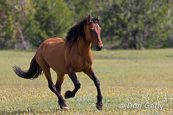 Horse_A45T7445