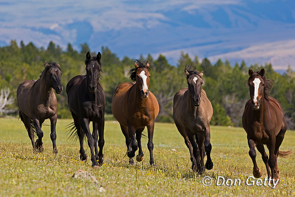 Horse_A45T7409