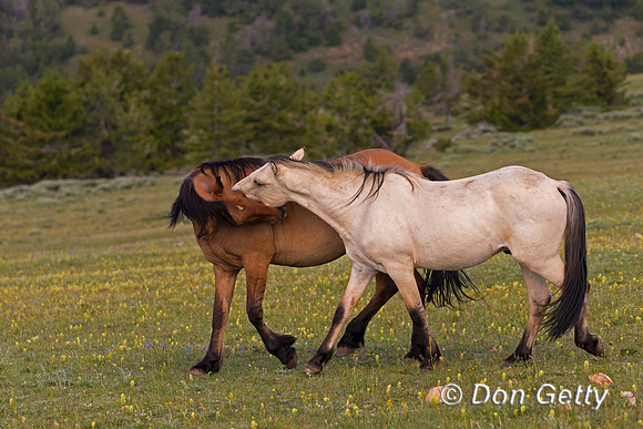 Horse_A45T7567