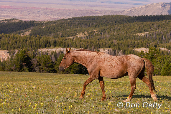Horse_A45T7639