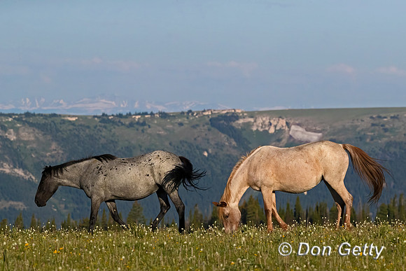 Horse_A96I8030