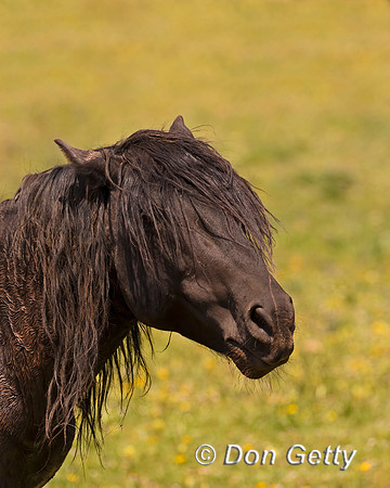 Mustang