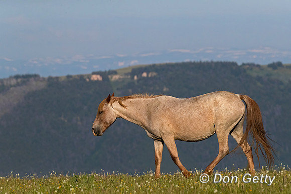 Horse_A96I8041
