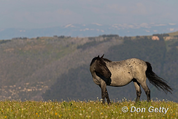 Horse_A96I8058