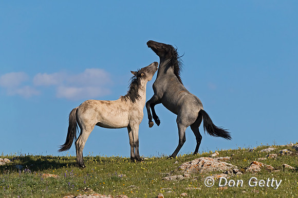 Horse_A96I8192