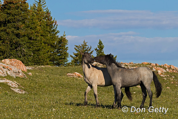 Horse_A96I8098
