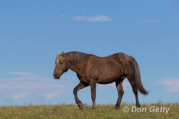 Mustang