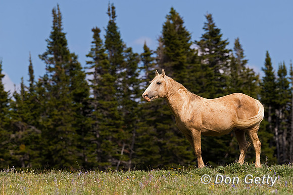 Horse_A96I8402