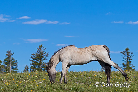 Horse_A96I8298