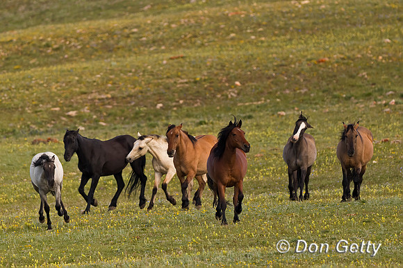 Horse_A96I8542