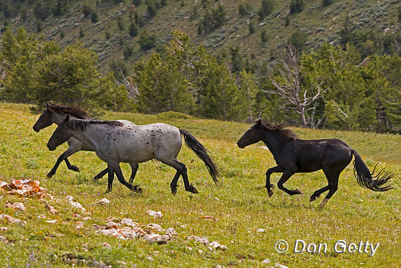 Horse_A96I8442