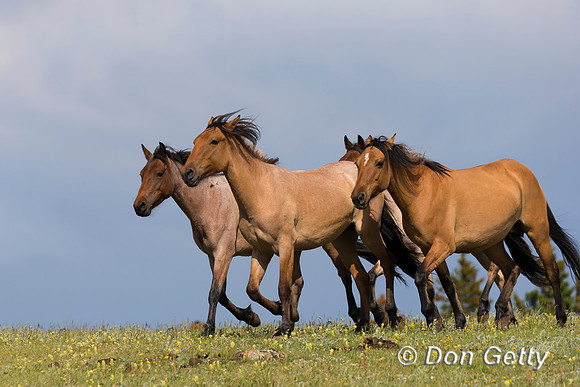 Horse_A45T7424