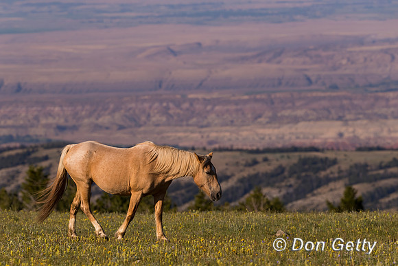 Horse_A96I8682