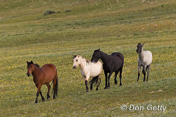 Horse_A96I8633