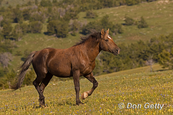 Horse_A96I8763