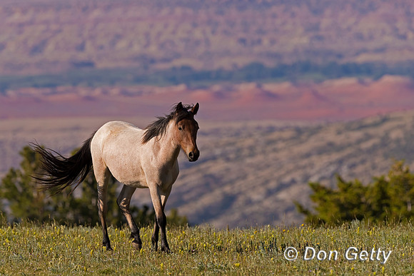 Mustang