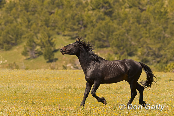 Mustang