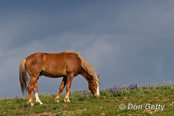 Mustang