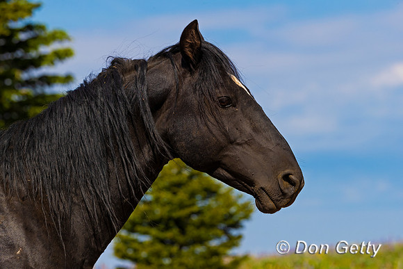 Mustang