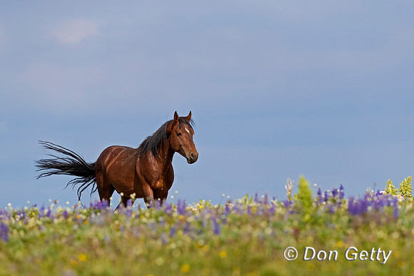 Mustang