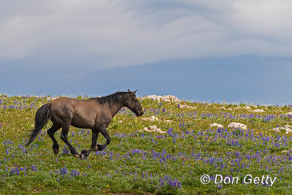 Mustang