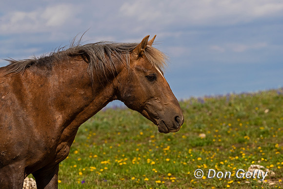 Mustang