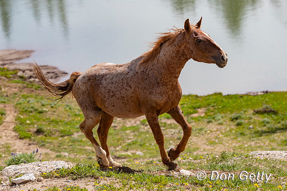 Mustang