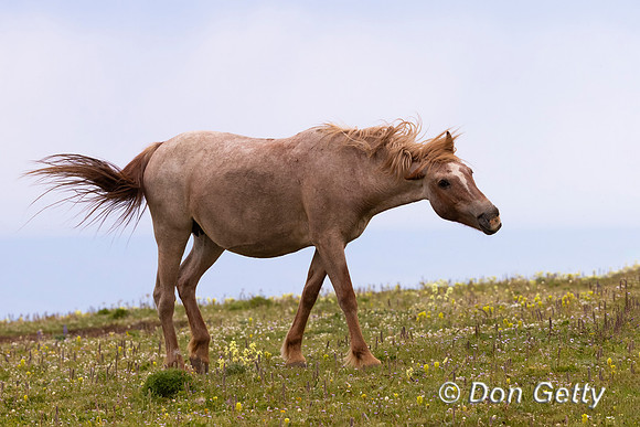 Mustang