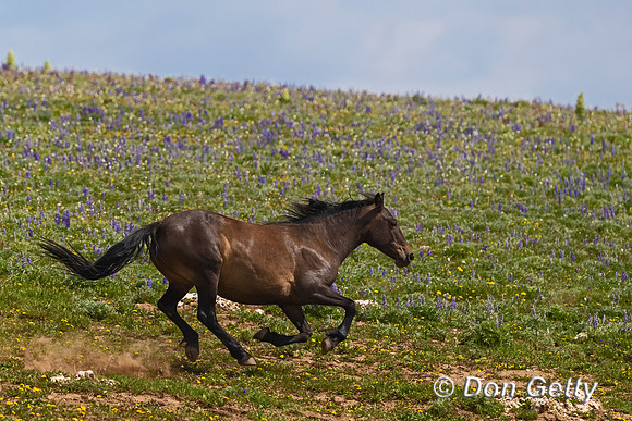 Mustang
