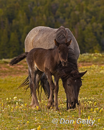 Horse_A96I6617