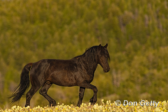 Horse_A96I6904