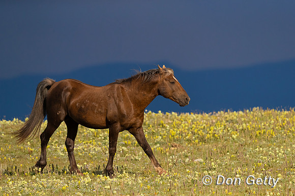 Mustang