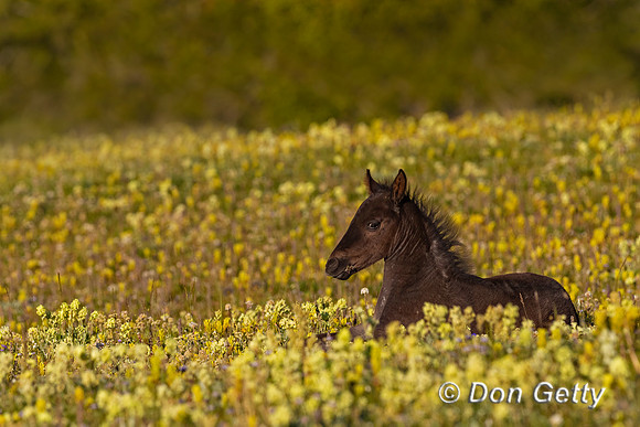 Horse_A96I7254