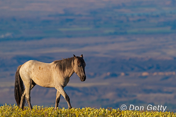 Horse_A96I7060