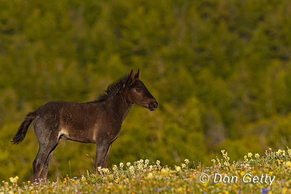 Horse_A96I7214