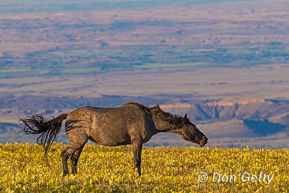 Horse_A96I6917
