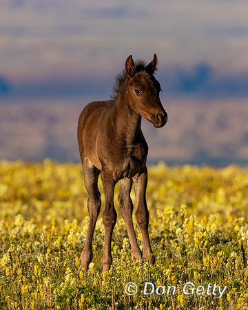 Mustang