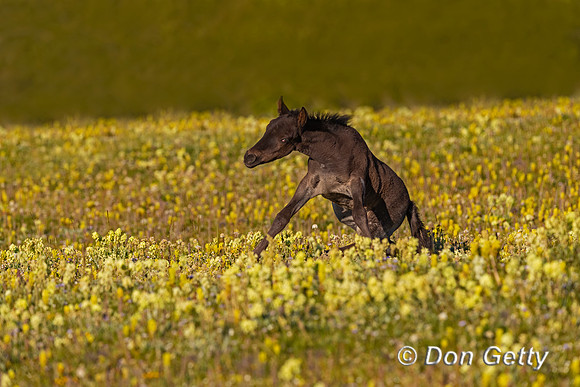 Horse_A96I7262