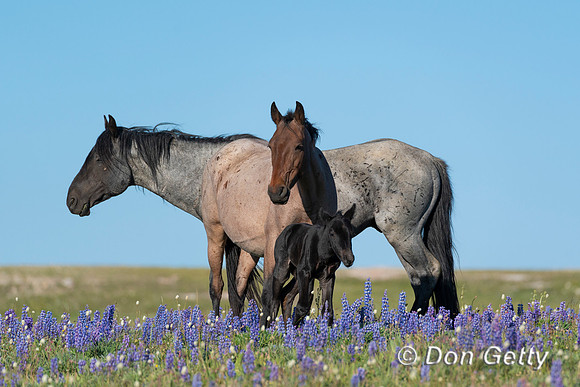 Horse_DSC03850
