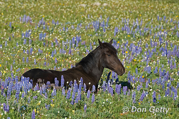 Horse_DSC03413