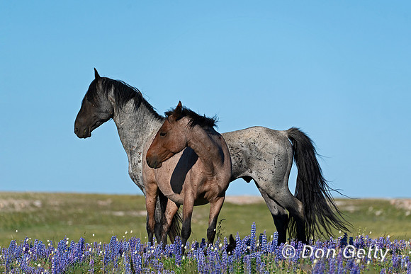Horse_DSC03822