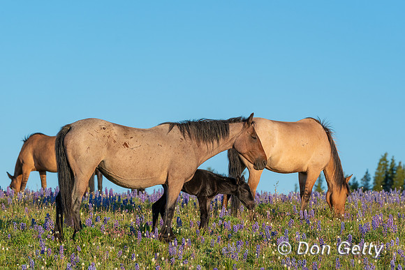 Horse_DSC03755