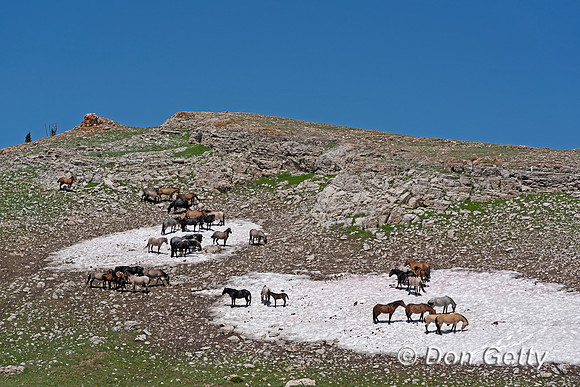 Horse_DSC03948