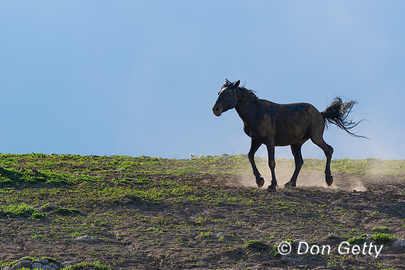 Horse_DSC04073