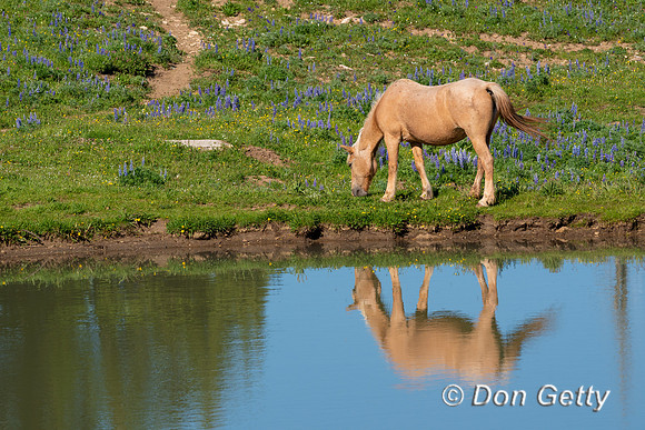Horse_DSC03991