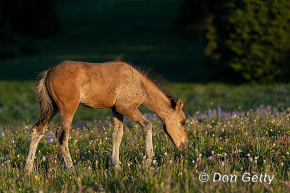 Horse_DSC04131