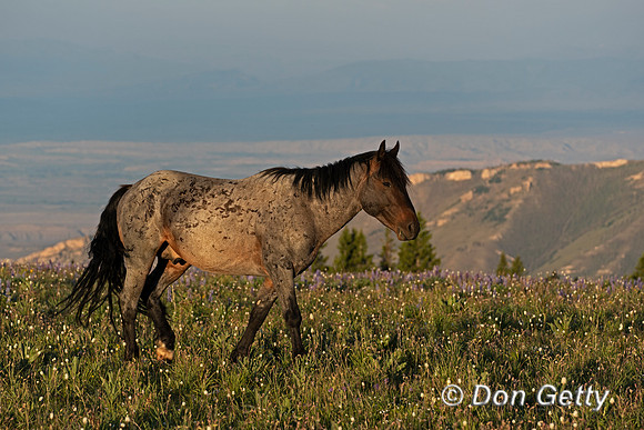 Horse_DSC04144