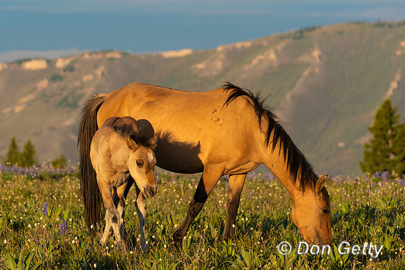 Horse_DSC04205