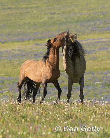 Horse_DSC04402