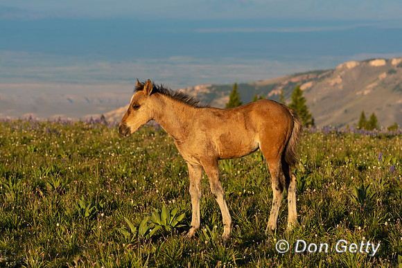 Horse_DSC04220